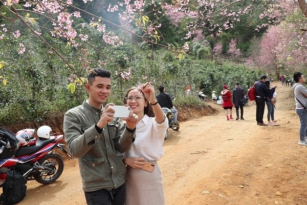 Lâm Đồng: Du khách đổ xô săn lùng thung lũng Mai Anh đào tuyệt đẹp - ảnh 1