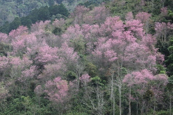 Lâm Đồng: Du khách đổ xô săn lùng thung lũng Mai Anh đào tuyệt đẹp - ảnh 5