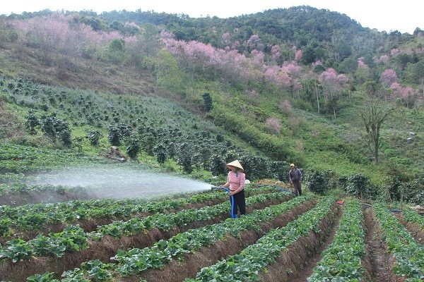 Lâm Đồng: Du khách đổ xô săn lùng thung lũng Mai Anh đào tuyệt đẹp - ảnh 9
