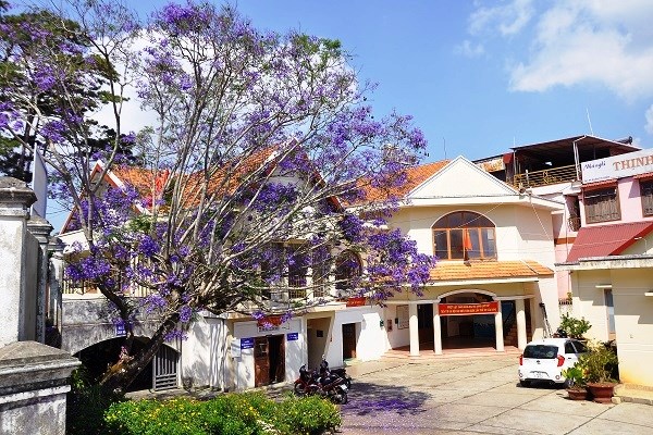 Đà Lạt mơ màng trong sắc hoa Phượng tím - ảnh 4