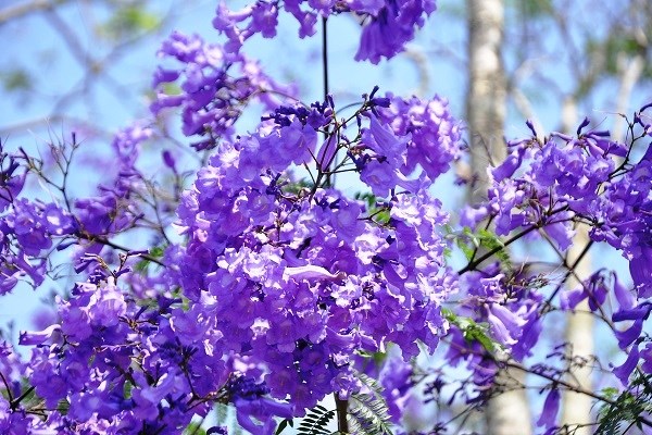 Đà Lạt mơ màng trong sắc hoa Phượng tím - ảnh 2