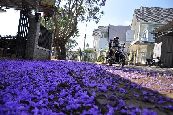 Đà Lạt mơ màng trong sắc hoa Phượng tím - ảnh 6