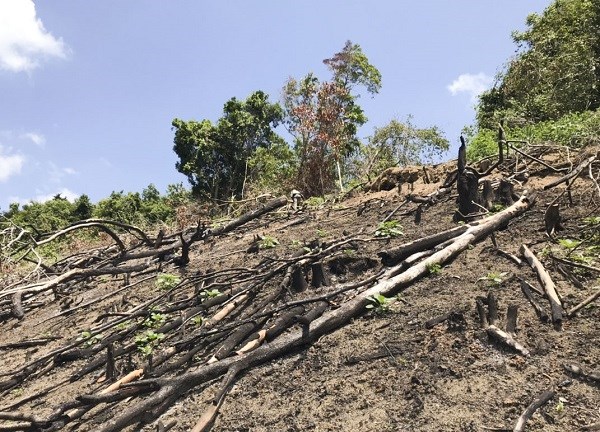 Bình Định: Ngang nhiên tàn phá rừng - ảnh 1