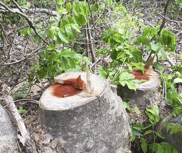 Bình Định: Ngang nhiên tàn phá rừng - ảnh 4