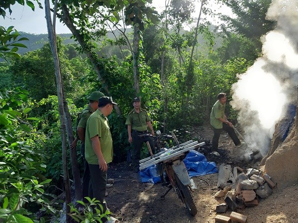 Bình Định: Ngang nhiên tàn phá rừng - ảnh 2