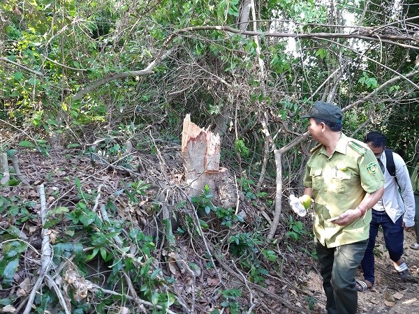 Bình Định: Ngang nhiên tàn phá rừng - ảnh 3
