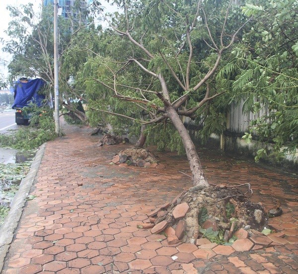 Quy Nhơn tan hoang sau bão số 5 - ảnh 9