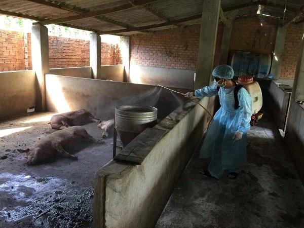 Đắk Lắk: Xuất hiện dịch tả lợn châu Phi - ảnh 1