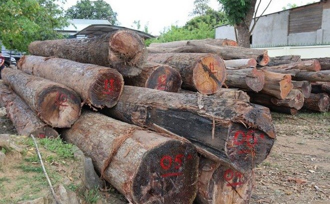Vụ bắt ông trùm gỗ lậu Phượng ‘râu’: Chưa phát hiện lực lượng công an liên quan - ảnh 1