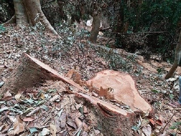 Kon Tum: 37 cây gỗ lớn bị cưa hạ - ảnh 2