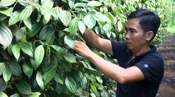 Gia Lai:  Nỗ lực vực dậy thủ phủ hồ tiêu Chư Pưh - ảnh 2