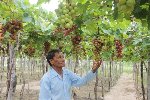Đặc sắc Lễ hội Nho và Vang - Ninh Thuận 2019 - ảnh 1