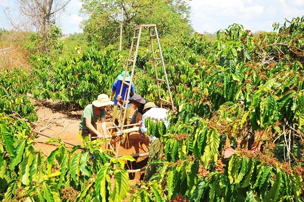 Gia Lai: Nông dân oằn mình "vắt nước" cứu cây cà phê - ảnh 1
