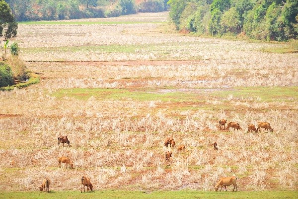Gia Lai: Nông dân oằn mình "vắt nước" cứu cây cà phê - ảnh 3