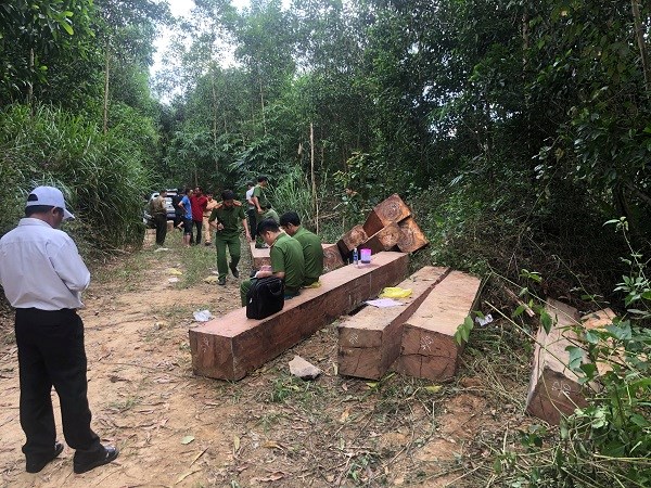 Đắk Lắk: Phát hiện bãi tập kết gỗ lậu lớn trong rừng - ảnh 1
