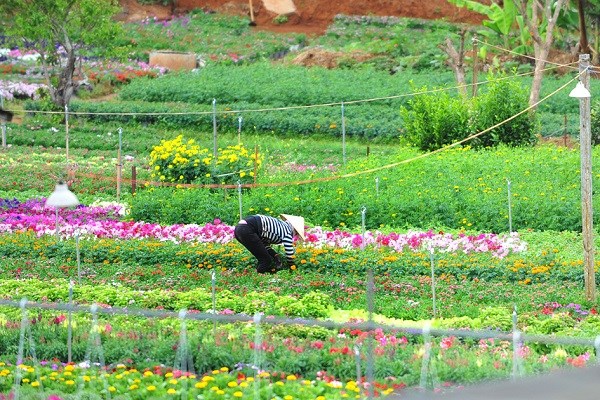 Gia Lai: Phố núi rực rỡ sắc hoa chào đón Xuân - ảnh 2