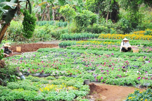 Gia Lai: Phố núi rực rỡ sắc hoa chào đón Xuân - ảnh 5