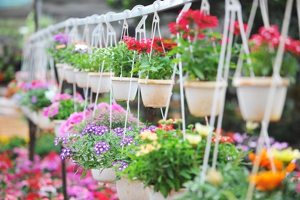 Gia Lai: Phố núi rực rỡ sắc hoa chào đón Xuân - ảnh 8
