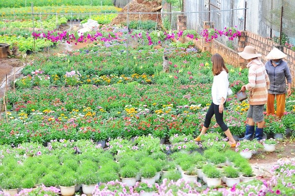 Gia Lai: Phố núi rực rỡ sắc hoa chào đón Xuân - ảnh 9