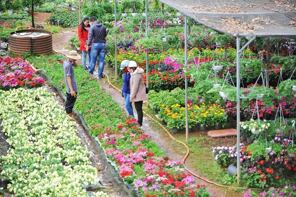 Gia Lai: Phố núi rực rỡ sắc hoa chào đón Xuân - ảnh 10