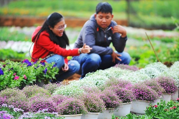 Gia Lai: Phố núi rực rỡ sắc hoa chào đón Xuân - ảnh 11