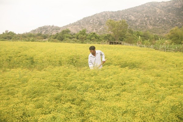 Hấp dẫn với cánh đồng hoa Thì Là ở vùng đất hạn Ninh Thuận - ảnh 2