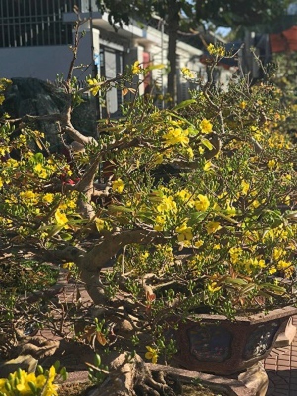 Kon Tum: Cuốn hút Hội chợ hoa Xuân Kỷ Hợi 2019 - ảnh 4