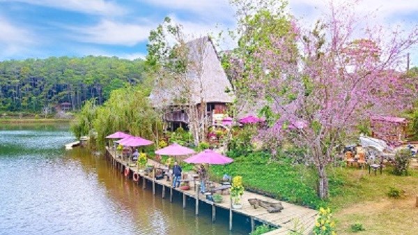 Đến Măng Đen, ngắm vẻ đẹp hút hồn của hoa Mai Anh đào - ảnh 1