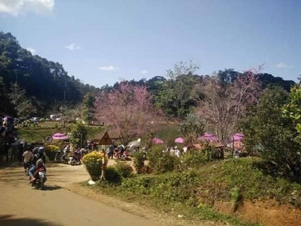 Đến Măng Đen, ngắm vẻ đẹp hút hồn của hoa Mai Anh đào - ảnh 3