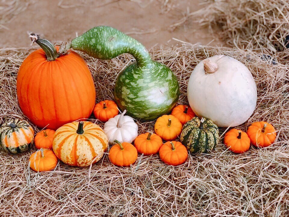 Phát cuồng với bí ngô Halloween khổng lồ lần đầu được trồng ngay tại Việt Nam - ảnh 7