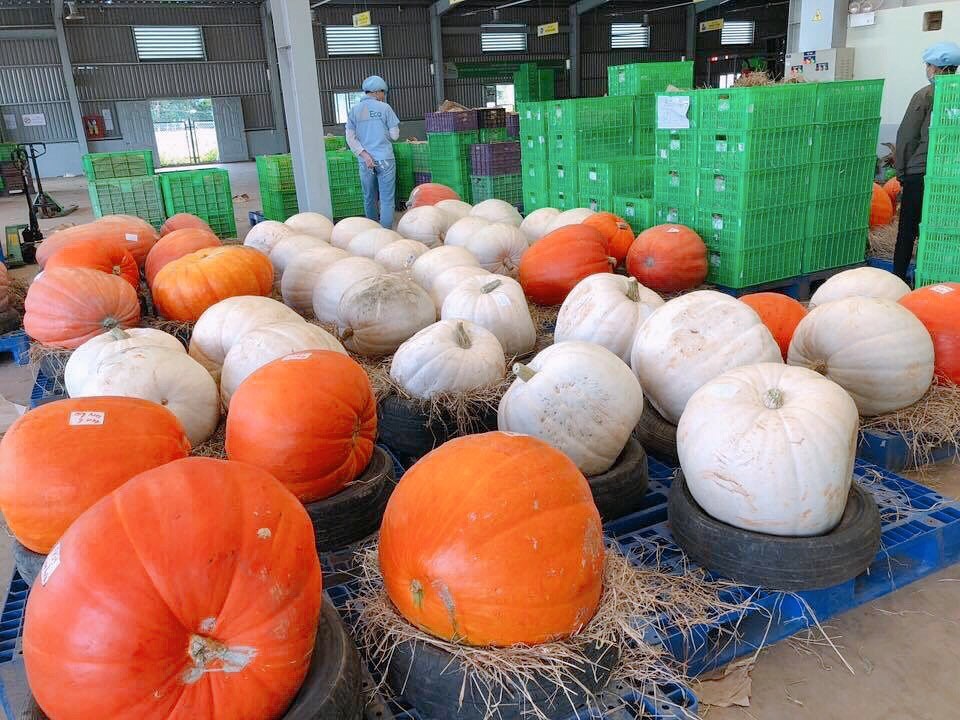 Phát cuồng với bí ngô Halloween khổng lồ lần đầu được trồng ngay tại Việt Nam - ảnh 6
