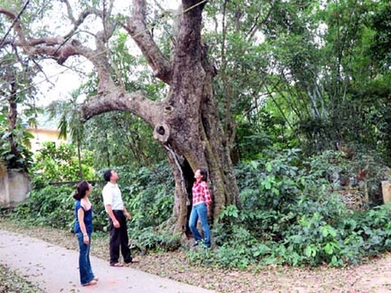 Đồ Sơn khai thác hoa phượng, rặng thị cổ... thành sản phẩm du lịch - ảnh 1