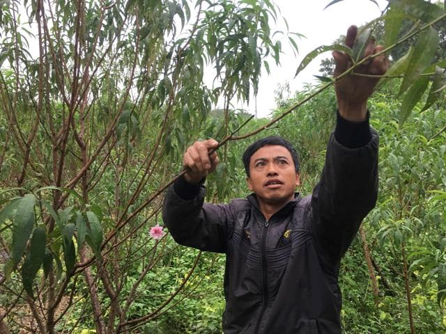 Nông dân Quảng Bình đau đáu nỗi lo vụ hoa Tết nở sớm - ảnh 1