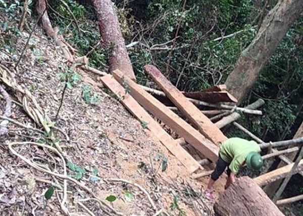 Liên quan đến vụ phá rừng Phong Nha – Kẻ Bàng: Khởi tố, bắt giam nguyên Trạm trưởng Trạm Kiểm lâm Thượng Trạch - ảnh 2