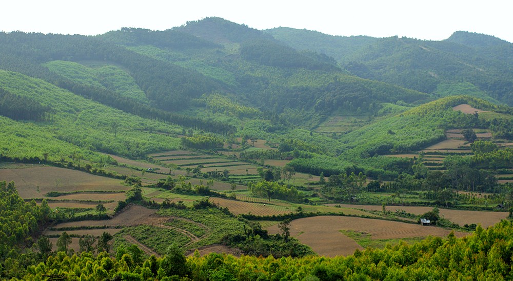 Tìm sâm trên đỉnh Chóp Chài - ảnh 1