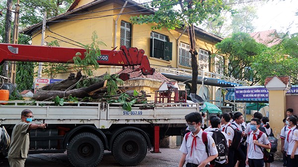 Nhiều cây xanh ở trường học bị cắt tỉa chưa đúng kỹ thuật - ảnh 2