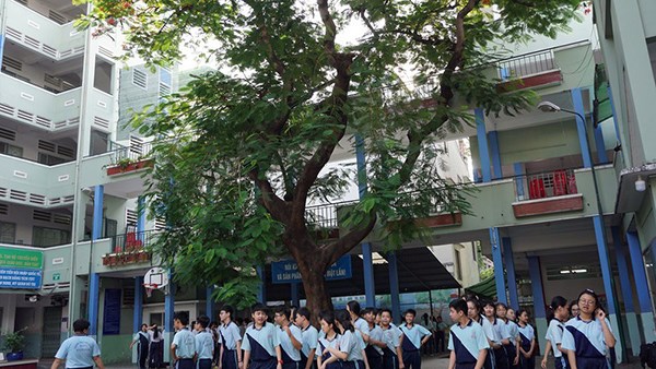 Nhiều cây xanh ở trường học bị cắt tỉa chưa đúng kỹ thuật - ảnh 1