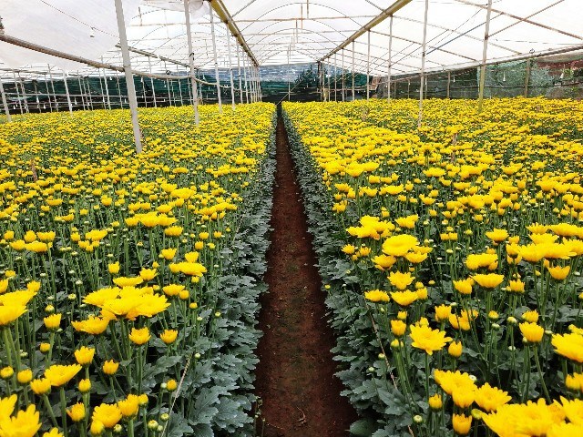 Lâm Đồng: Khởi sắc từ làng trồng rau, hoa Xuân Thọ - ảnh 1