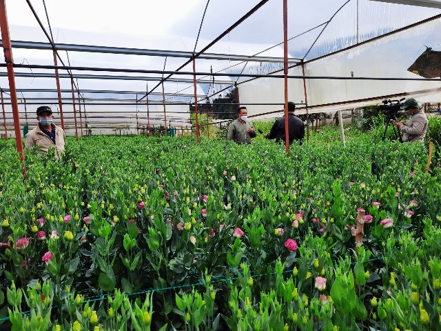 Lâm Đồng: Khởi sắc từ làng trồng rau, hoa Xuân Thọ - ảnh 2