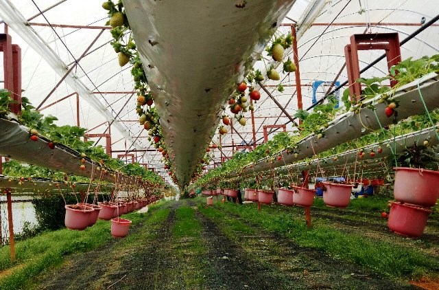 Lâm Đồng: Khởi sắc từ làng trồng rau, hoa Xuân Thọ - ảnh 3