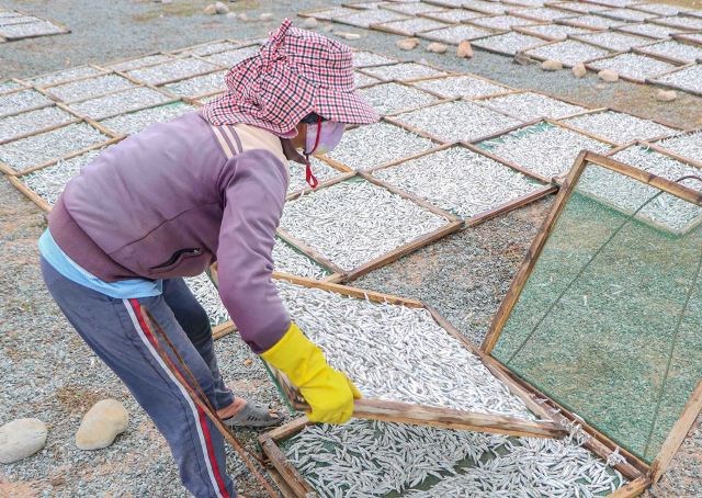 Ninh Thuận:  Làng cá hấp Thanh Hải rộn ràng trở lại - ảnh 3