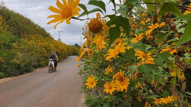 Đà Lạt  những cung đường vàng rực sắc hoa dã quỳ - ảnh 5