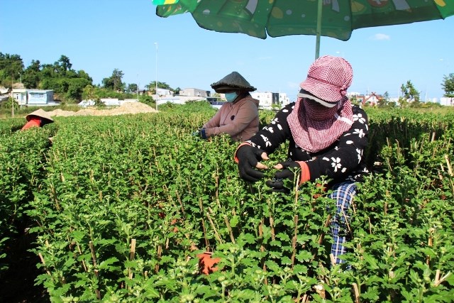 Thấp thỏm mùa hoa Tết - ảnh 1