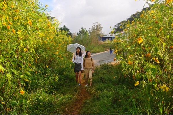 Mê đắm sắc hoa dã quỳ khi Đà Lạt lập Đông - ảnh 3
