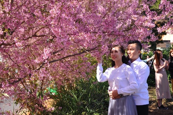 Đà Lạt: Đắm say với hoa anh đào ngày đầu năm mới - ảnh 2