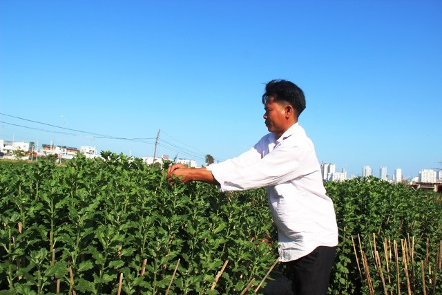 Thấp thỏm mùa hoa Tết - ảnh 3
