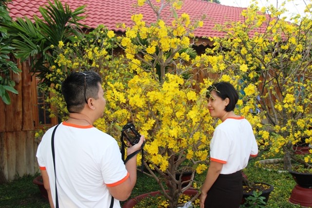 Khánh Hòa: Vườn mai lớn nhất Nha Trang hút khách du lịch dịp Tết - ảnh 2