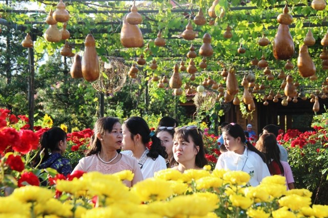 Khánh Hòa: Vườn mai lớn nhất Nha Trang hút khách du lịch dịp Tết - ảnh 4