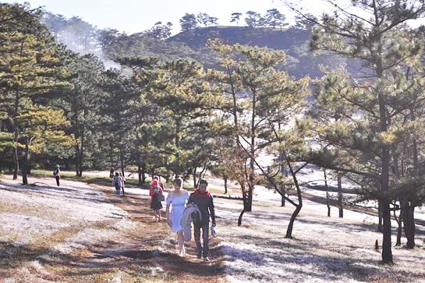Lâm Đồng:  Mùa hội cỏ hồng hút khách du lịch - ảnh 1