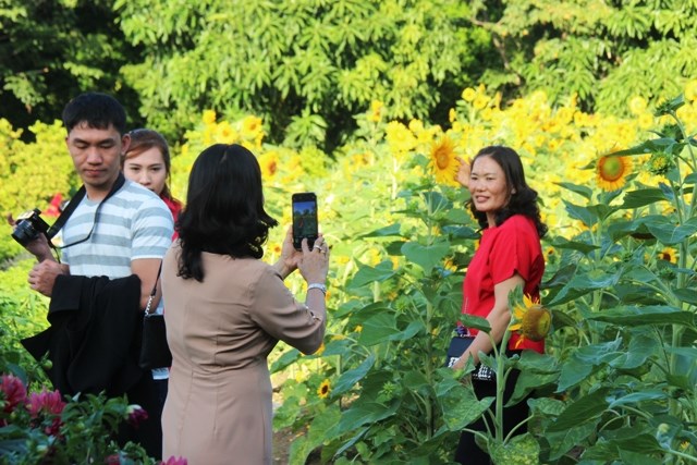 Khánh Hòa: Vườn mai lớn nhất Nha Trang hút khách du lịch dịp Tết - ảnh 3